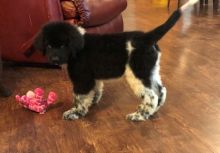 Newfoundland Puppies For free adoption