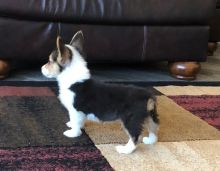 Pembroke Welsh Corgi for Rehoming