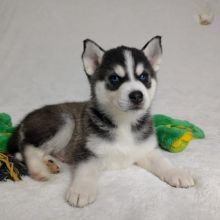 Pomsky Puppies