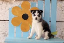 Pomsky Puppies