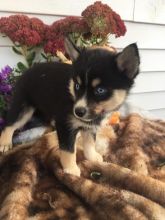 Pomsky Puppies