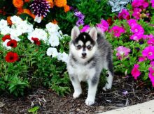 Pomsky Puppies