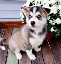 Pomsky Puppies