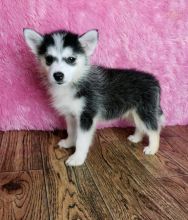 Pomsky Puppies