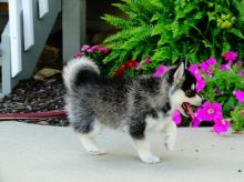 Pomsky Puppies