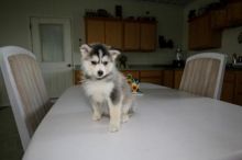 Pomsky Puppies