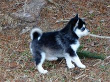 Pomsky Puppies