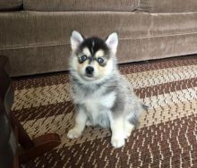 Pomsky Puppies