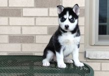 Siberian Husky Puppies Call or Text : 470-729-0284