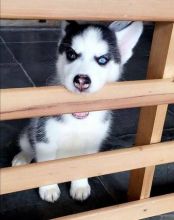 Siberian Husky Puppies Call or Text : 470-729-0284