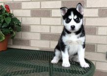 Siberian Husky Puppies Call or Text : 470-729-0284