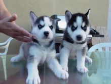 Siberian Husky Puppies Call or Text : 470-729-0284