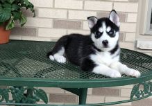 Siberian Husky Puppies Call or Text : 470-729-0284