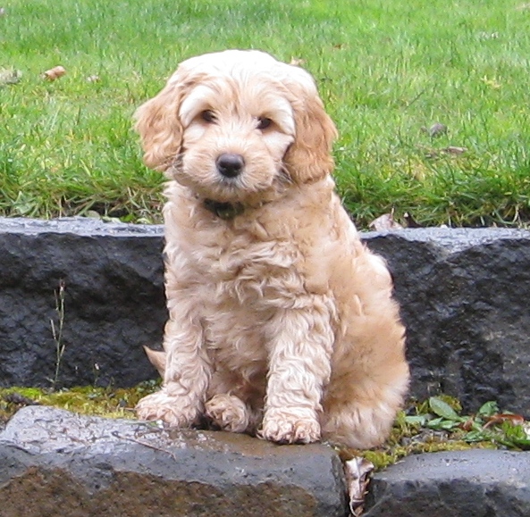 Australian Labradoodle Puppy for Re-homing Image eClassifieds4u