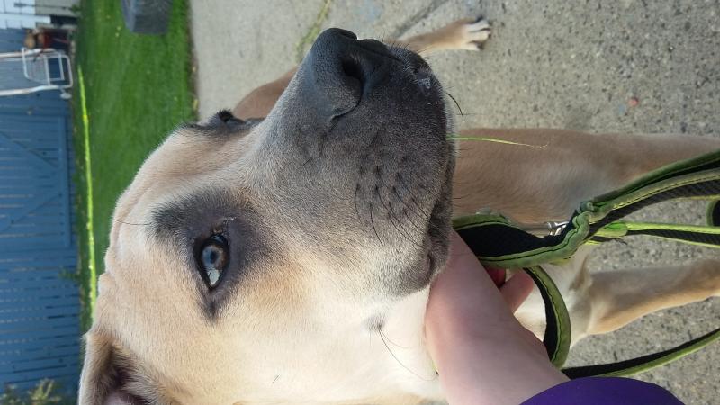 Bluenose pitbull puppy Image eClassifieds4u