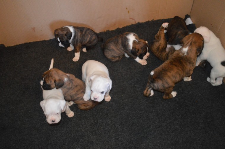 Boxer Puppies Available : Call or Text : 470-729-0284 Image eClassifieds4u