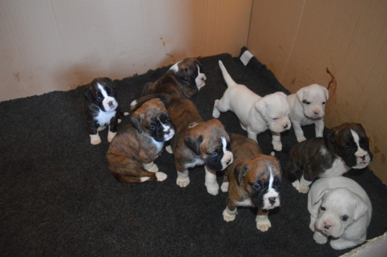 Boxer Puppies Available : Call or Text : 470-729-0284 Image eClassifieds4u
