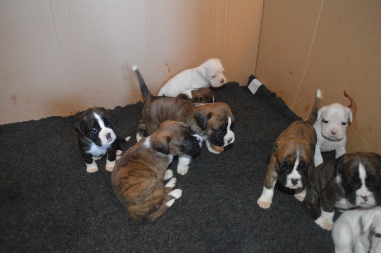 Boxer Puppies Available : Call or Text : 470-729-0284 Image eClassifieds4u