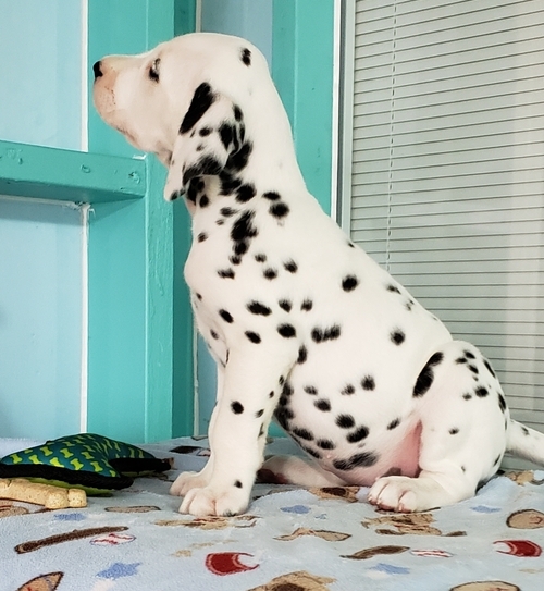 Dalmatian Puppies for Adoption Image eClassifieds4u