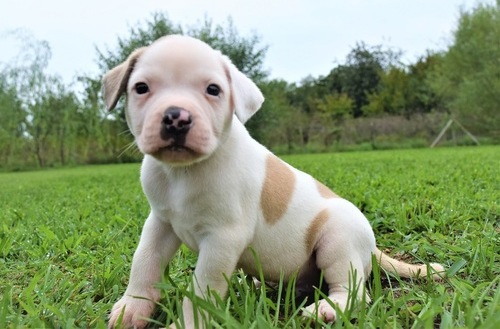 Gorgeous American Bulldog Puppies Image eClassifieds4u