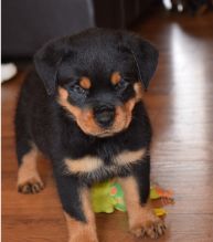 11 weeks old Rottweiler Puppies for Adoption Image eClassifieds4U