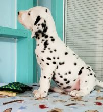 Beautiful A KC registered Dalmatian puppies Image eClassifieds4U