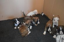 Boxer Puppies Available : Call or Text : 470-729-0284 Image eClassifieds4u 4