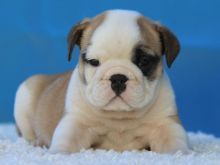 Home Trained English Bulldog Puppies Available Image eClassifieds4U