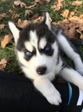 Siberian Husky Puppies Call or Text : 470-729-0284 Image eClassifieds4u 1