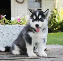Siberian Husky Puppies Call or Text : 470-729-0284 Image eClassifieds4u 2