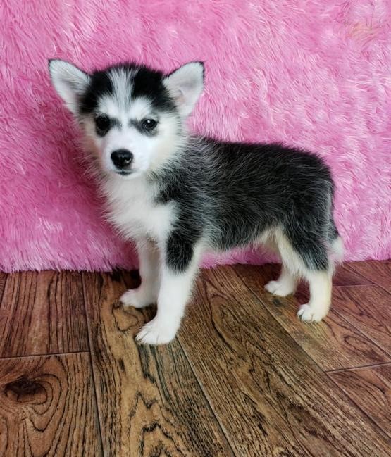 Pomsky Puppies Image eClassifieds4u