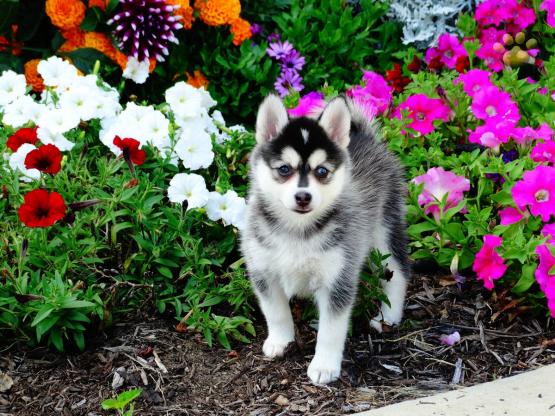 Pomsky Puppies Image eClassifieds4u