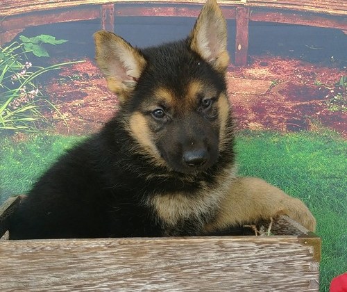 Quality German Shepherd puppies Image eClassifieds4u