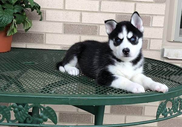 Siberian Husky Puppies Call or Text : 470-729-0284 Image eClassifieds4u