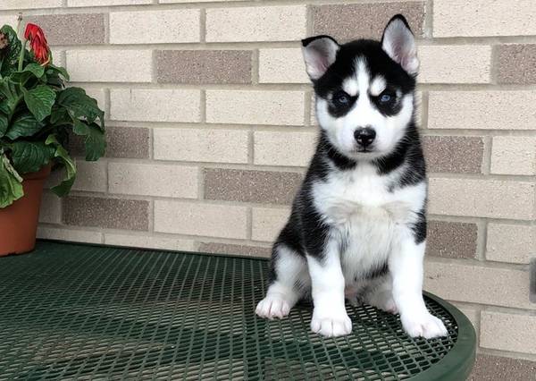 Siberian Husky Puppies Call or Text : 470-729-0284 Image eClassifieds4u