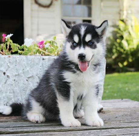Siberian Husky Puppies Call or Text : 470-729-0284 Image eClassifieds4u