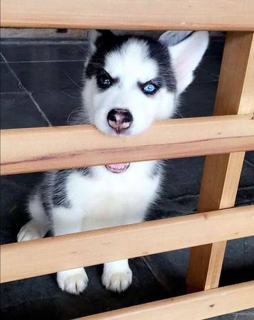 Siberian Husky Puppies Call or Text : 470-729-0284 Image eClassifieds4u