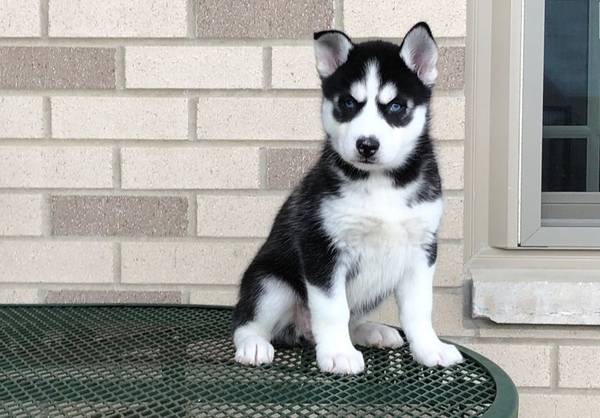 Siberian Husky Puppies Call or Text : 470-729-0284 Image eClassifieds4u