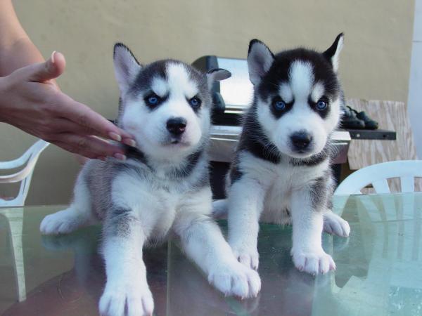 Siberian Husky Puppies Call or Text : 470-729-0284 Image eClassifieds4u