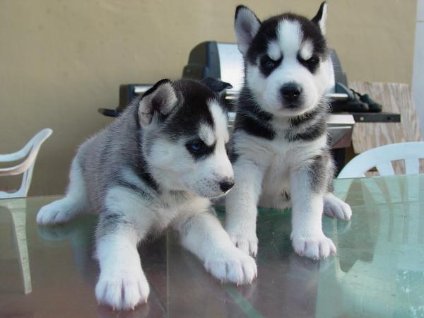 Siberian Husky Puppies Call or Text : 470-729-0284 Image eClassifieds4u