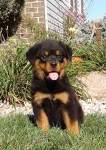 11 weeks old Rottweiler Puppies for Adoption