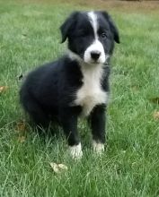 Adorable Border Collie pups