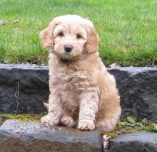 Australian Labradoodle Puppy for Re-homing