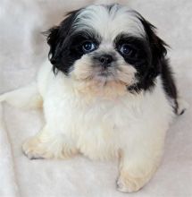 Beautiful Imperial Shih Tzu Puppies for Adoption