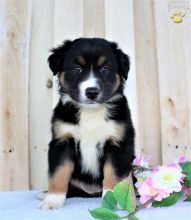 Blue-Eyed,Black and white Australian shepherd! puppies FREE!!Send us a message