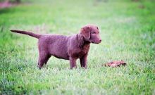 Chesapeake Bay Retriever Puppies Available