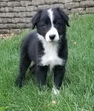 Excellent Collie Puppies Now available