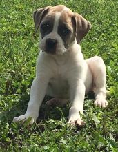 Gorgeous American Bulldog Puppies