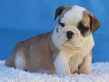 Home Trained English Bulldog Puppies Available