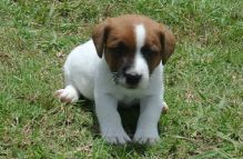 Magnificent Jack Russell